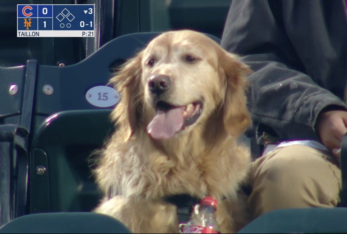 baseball doggos are the best