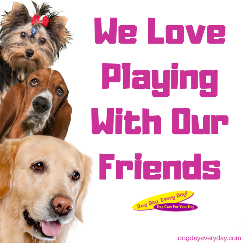 At Dog Day, Every Day we promise a fun, safe and secure atmosphere for your fur babies to run and play with their friends. Come join in on the fun today! bit.ly/3ER2ubF  #WeLoveDogs #WestChesterOH #dogs