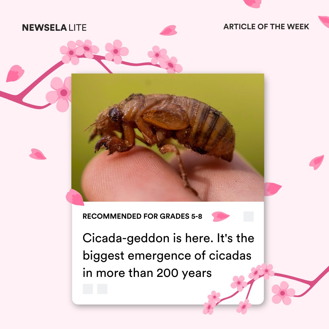 'Every 13 or 17 years, these periodical cicadas crawl out of the ground. Together, they begin singing very loudly.'

Signup for Newsela Lite for free weekly classroom-ready content ➡️ newsela.com/about/products…