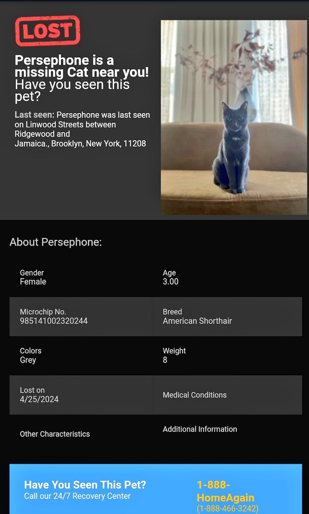 📢🆘️🗽🇺🇸⏳😿Please RT to find Persephone #NYC #missingcat #lostcat #Brooklyn #CatsOfTwitter #CatsOfX @HAPetRescuer