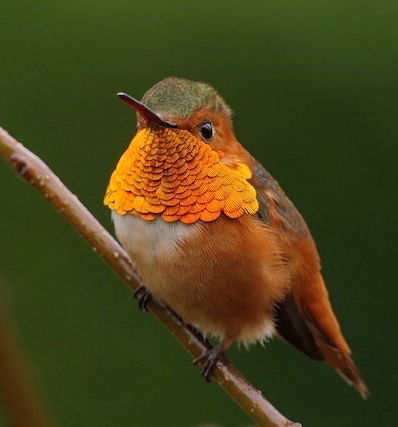 Allen's Hummingbird
#birds #birdwatching #NaturePhotography #wildlifephotography