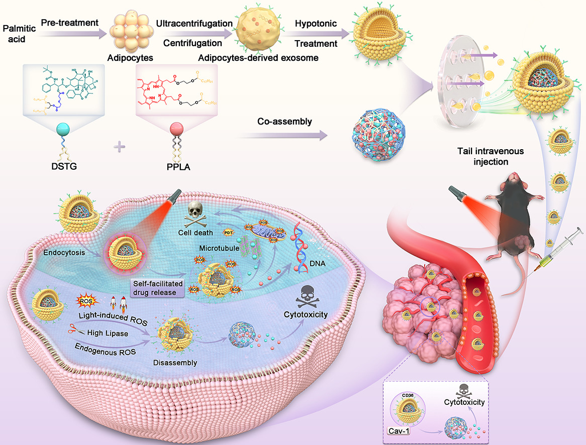 Hybrid adipocyte-derived exosome nano platform for potent chemo-phototherapy in targeted hepatocellular carcinoma.
| Chutong Tian, Shenyang Pharmaceutical Univ. |
[50 days' free access]
#HybridExosome #adipocyte #phototherapy 
authors.elsevier.com/a/1i~63cI2-5whX