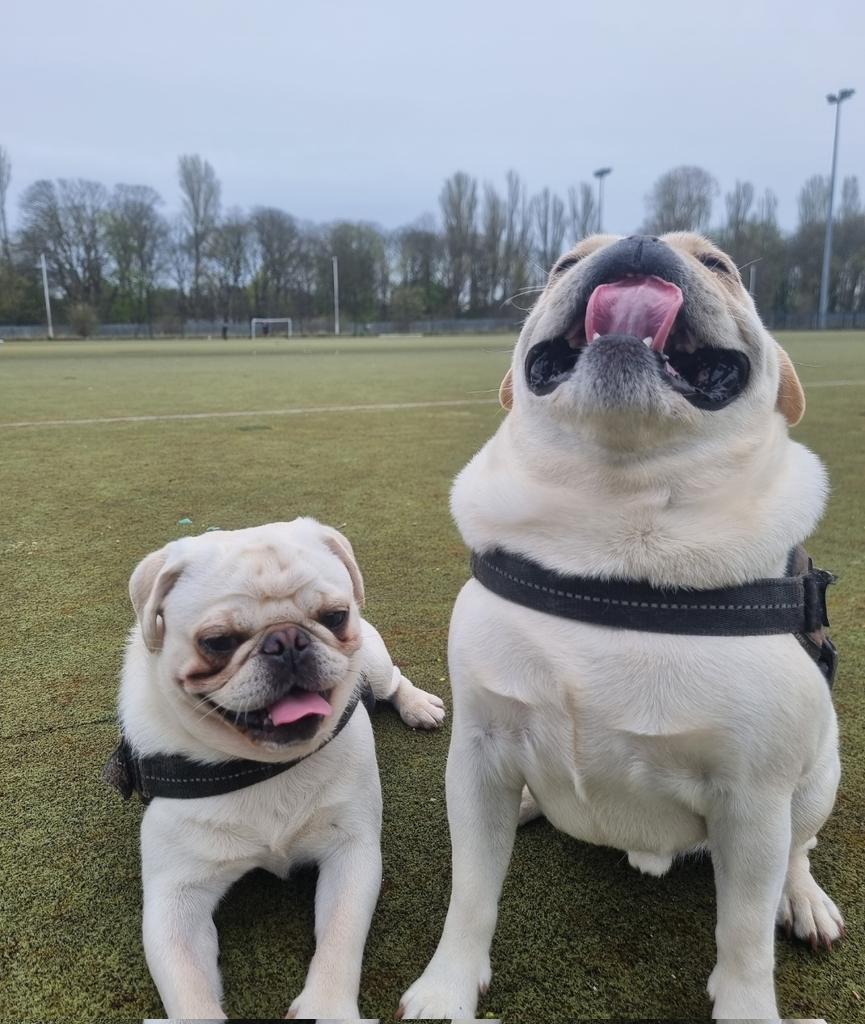 Happy tongue out Tuesday .
Here is 2 for the price of 1
#tot #tongueouttuesday #Pugtalk #puglife #pug #BestFriend #BESTYさんと繋がりたい