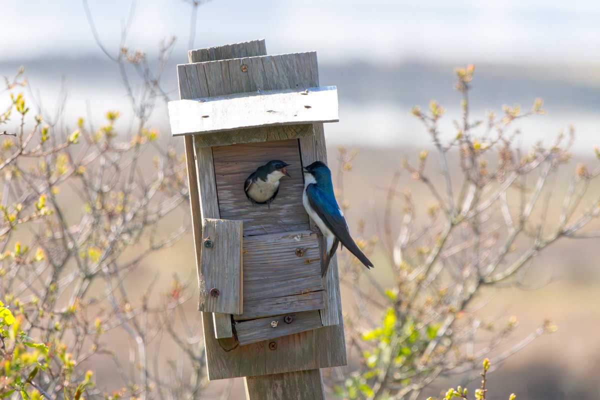 Tree Swallow feeding his mate around Jamaica Bay West Pond
#BirdsOfTwitter #BirdsOfNYC