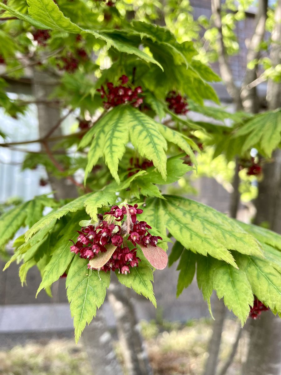 おはようございます♪
桜の聖母短期大学の沿道には、カエデ(品種は分かりません)の花が咲いていますよ〜
#空ネット
#カエデ
#花