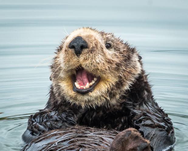 Here’s some cute sea otters
🦦