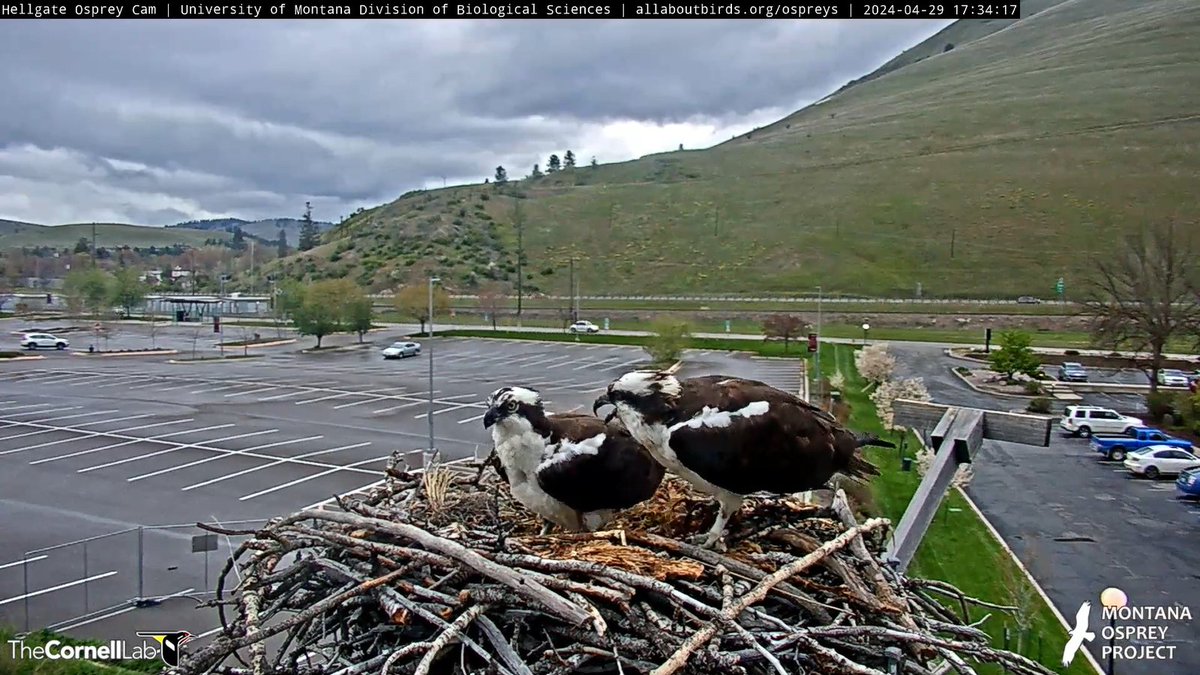 HellgateOsprey tweet picture