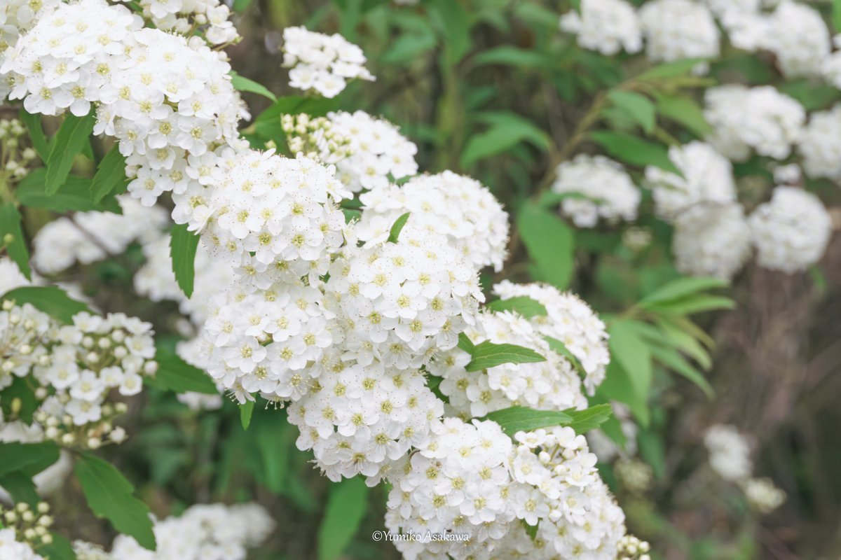 コデマリさん♪
白く小さなお花がたくさん♪

#コデマリ #reevesspirea #白い花 #春 #春の花 #flowers #whiteflowers #flowerphotography #nature #naturephotography