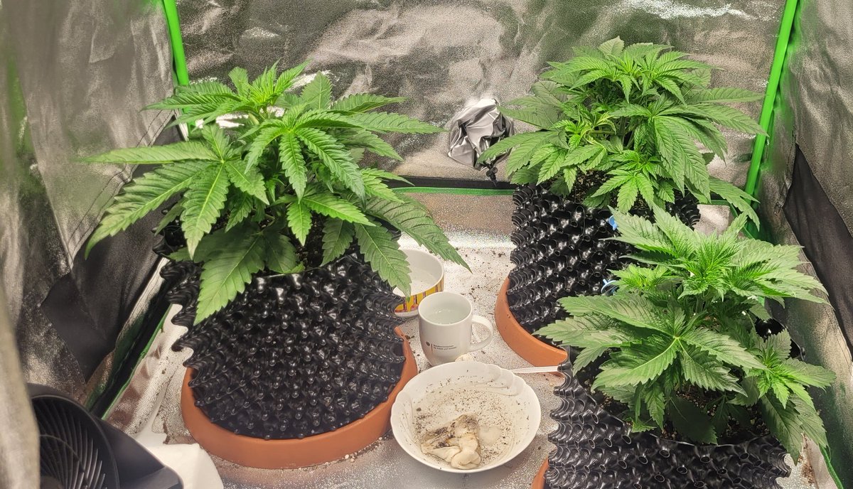 Tag 27 💚 #weed #Weedmob #Cannabis #growing