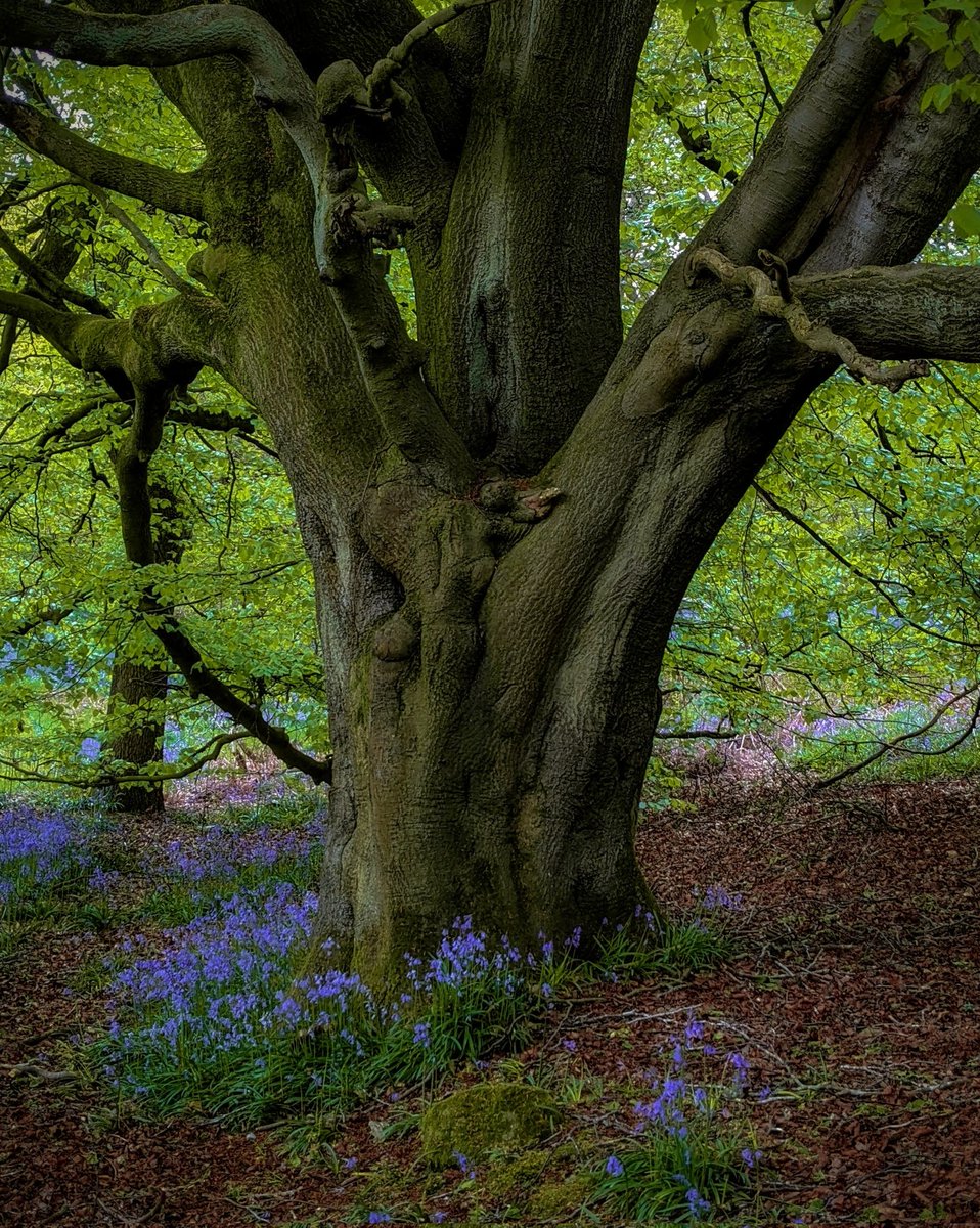 Brusselton Wood. #ThickTrunkTuesday