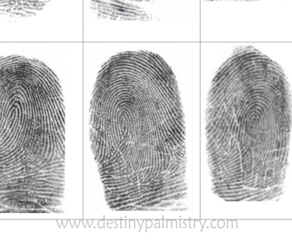 destinypalmist's tweet image. We use #fingerprints in #palmistry because these lines never change. They can reveal more about your personality. #chirology #chiromancy #handanalysis #palmreadings