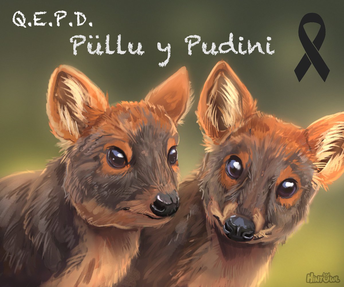 Q.E.P.D. Pullü y Pudini... 🖤 Hice este pequeño dibujo homenaje en honor a estas dos hermosas pudú. Lamentablemente sufrieron el ataque de un perro y no sobrevivieron. Ambas eran dos ejemplares especiales. Mis condolencias para @Chiloesilvestre y todo su equipo. 😔