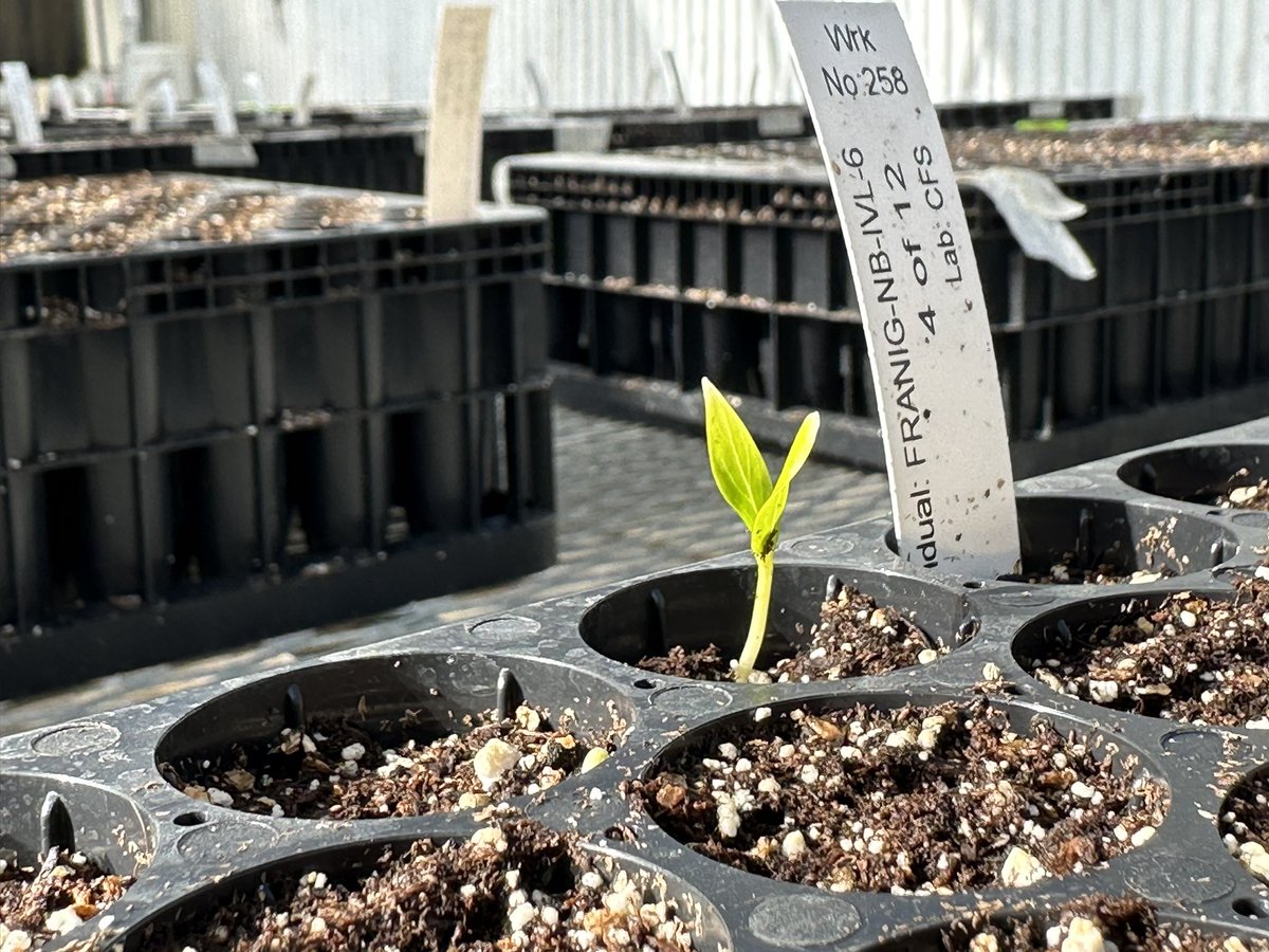 krl5512's tweet photo. Oh baby baby🌱 #commongarden on its  way to a statistically significant sample size https://t.co/ZF8Bf87riU