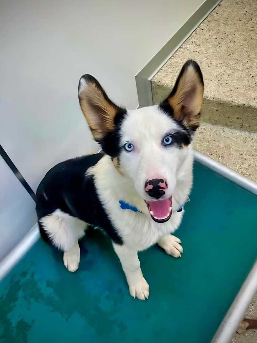 Meet 7 month old Flash: ✨ gorgeous eyes ✨ boopable nose ✨ adorable ears Doesn’t get much cuter than this 😍 #adopt Flash: bfas.io/Flash ^AT