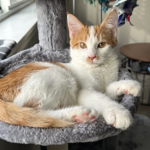 Perhaps Marley was the missing companion that his adopter had been looking for! 😍 FKA Your Missing Ear Bud, Marley loves playing, snoozing, and exploring his new home! What’s next for Marley? Perhaps a new feline playmate! 😸 #TreeHouseCats #HappyEndingTails #Marley