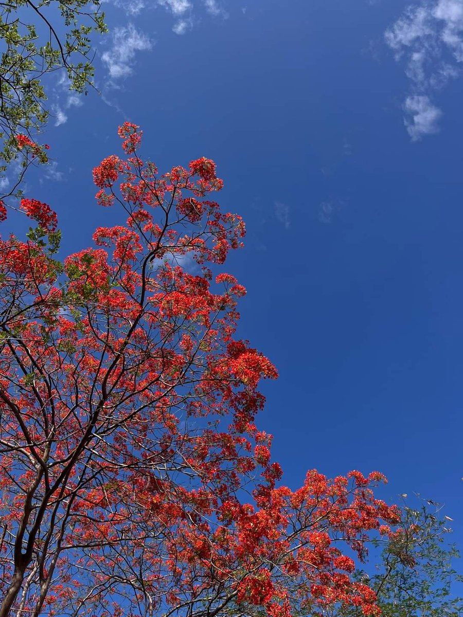 Gulmohar 🏵❤️