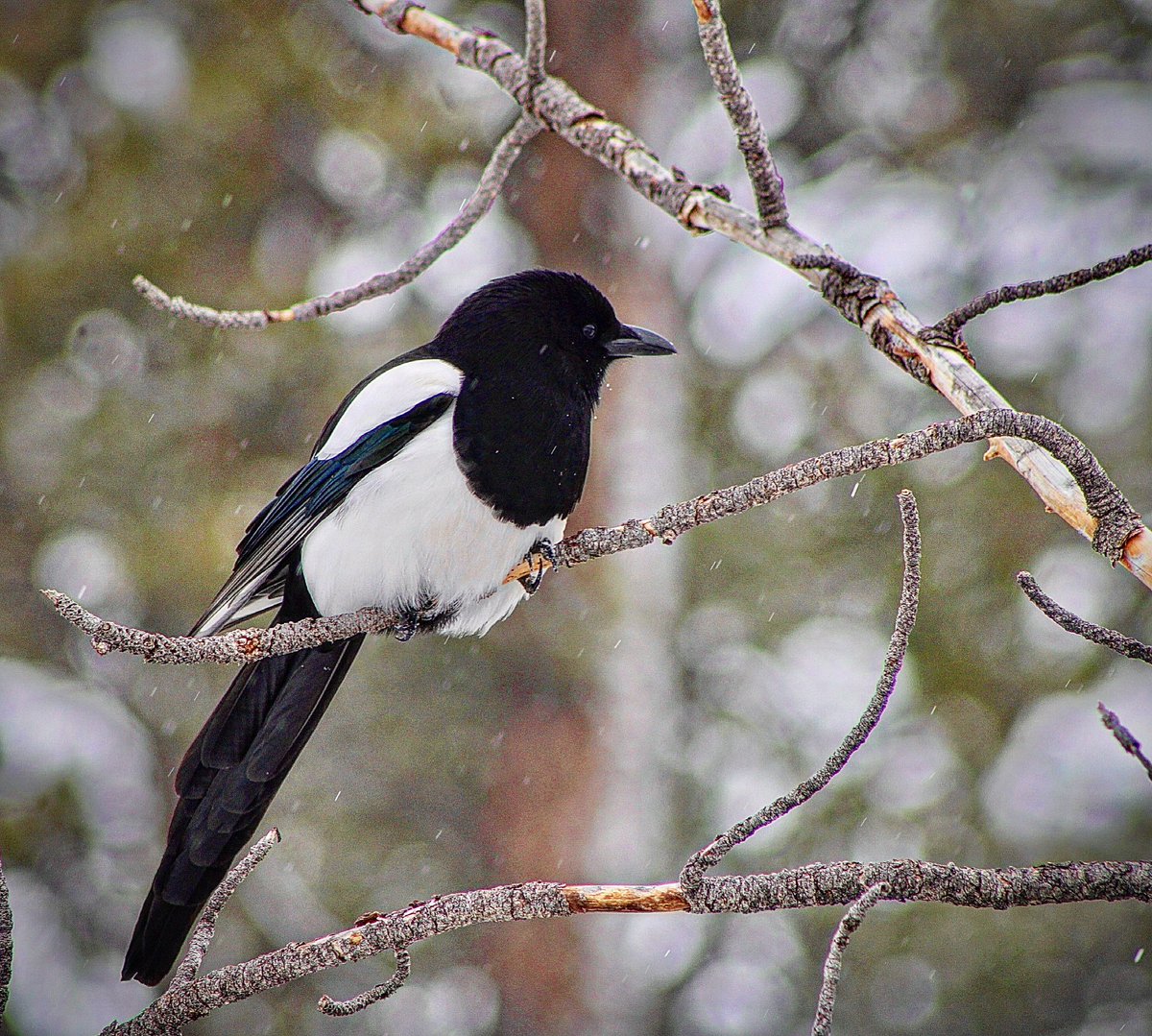 Awaiting the stars of magic…

A black-billed Magpie at the Rocky Mountains National Park…

#wildlife #birding @CanonUSA