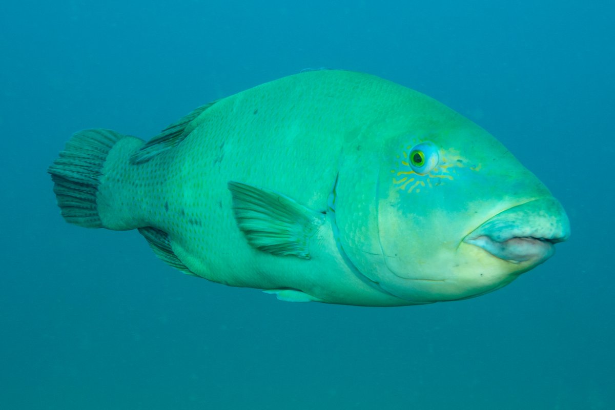 Today is the final day to have your say on recent 12 month trial of complete protection of blue groper rule changes in NSW. dpi.nsw.gov.au/fishing/recrea… Image: Mike Jones