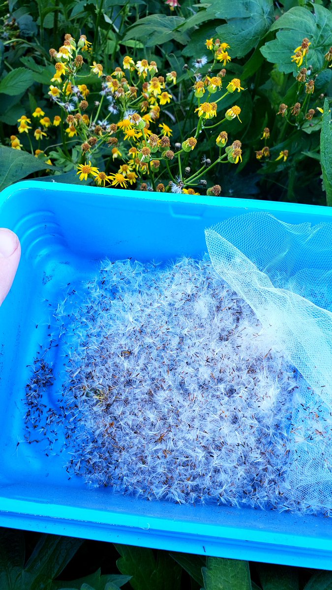 Collected fluffy Roundleaf Ragwort (Packera obovata) seed this evening. Hmm, now where to put more groundcovers...#nativeplants #naturallandscape #WhatYouPlantMatters #pollinatorgarden #GrowNative