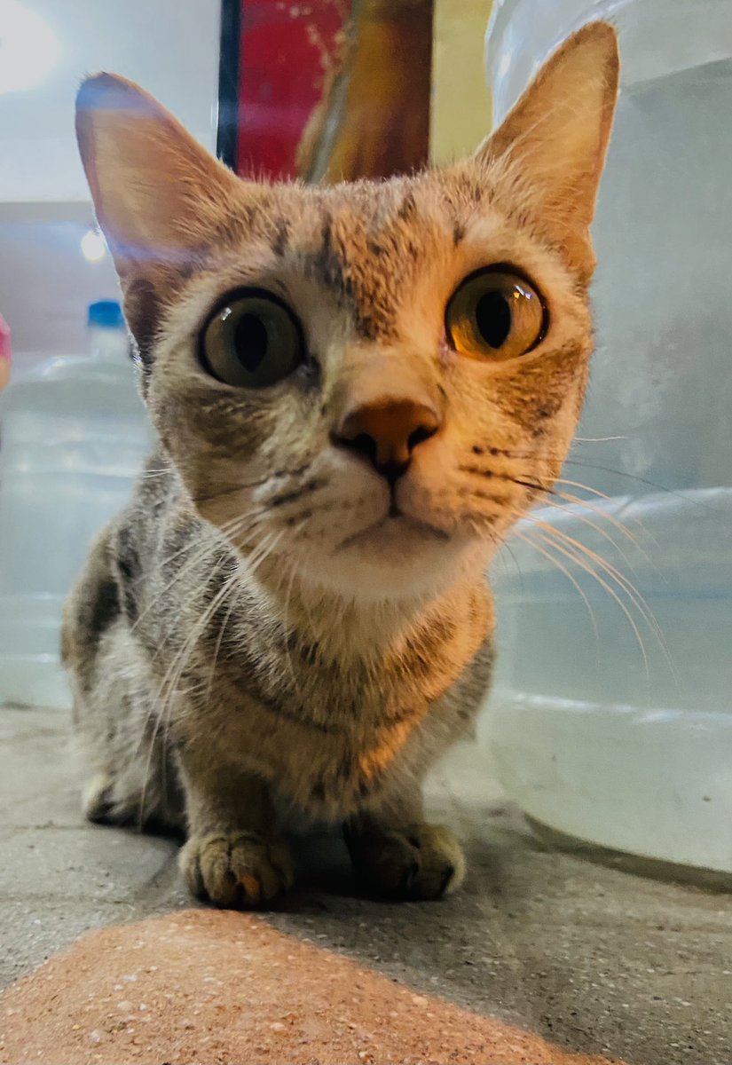 1harshitjaiswal's tweet photo. Eyes on you 👀 
#cats #photograghy #shotoniphone https://t.co/sv4zSpkG41