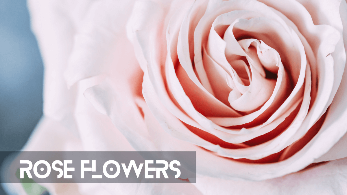 Number Of Roses Bouquet And Its Symbolism

Explore the profound meanings behind the number of roses in a bouquet, from the romantic gesture of a single rose to the profound symbolism.

Read more - wannersflowers.com/blog/flower-gu…

#Rosesbouquet  #Wannersflowers #HockessinDEFlorist