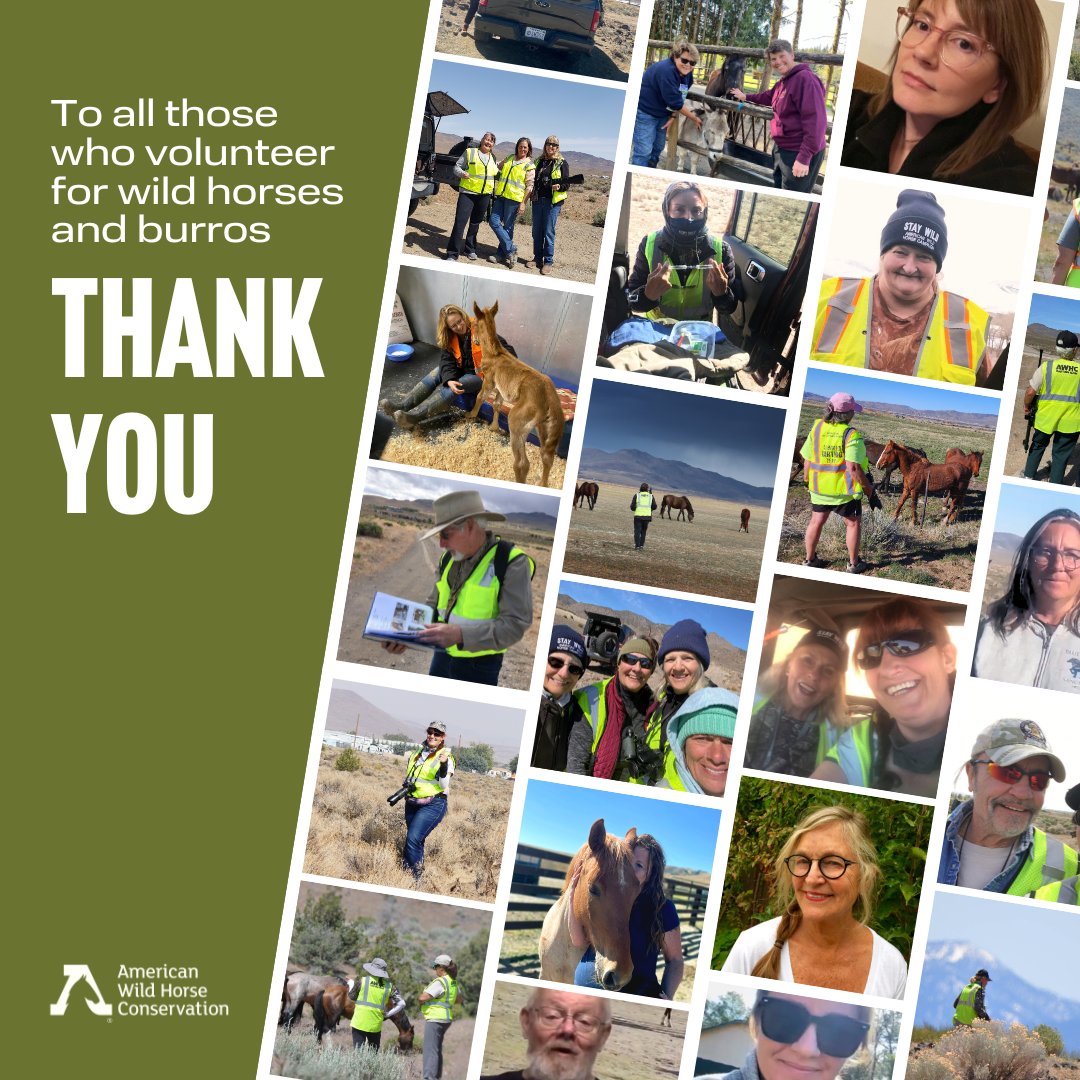 Whether you are first on the scene to help wild horses in need, or spread awareness within your network, you play a crucial role in protecting America's wild horses and burros. For that, we are immensely grateful! Thank you for channeling your compassion into action 👏