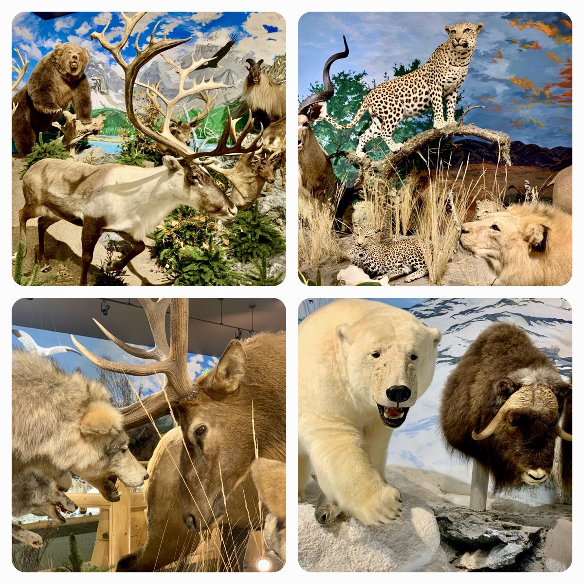 Who would have thought that Sundre, Alberta, population 2672, would host such a rich and impressive museum. Highly, highly recommended. And we didn’t even get to visit the outdoor section that only opens for summer. @sundremuseum