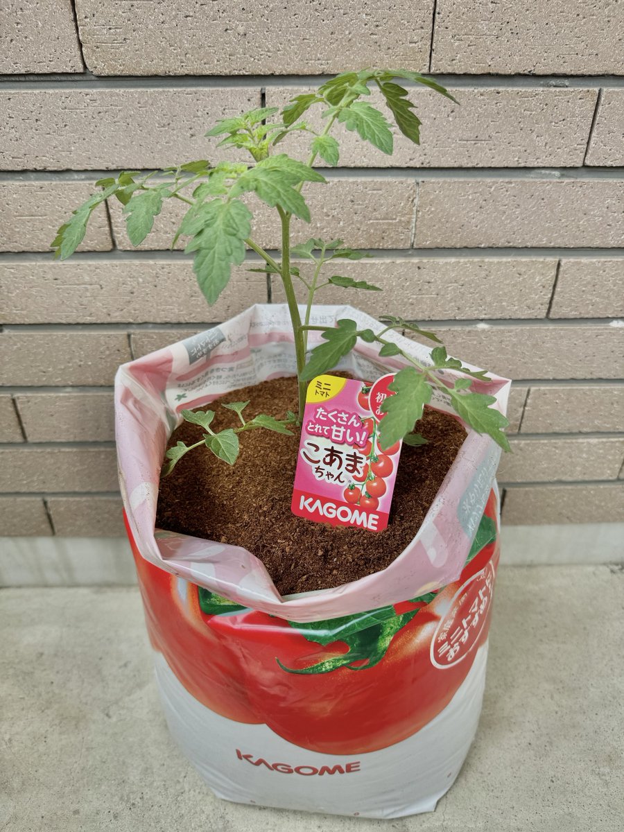 トマトちゃん 小鈴ちゃん 岐阜県さかほぎ産ミニトマト ボックス 1kg 産地直送