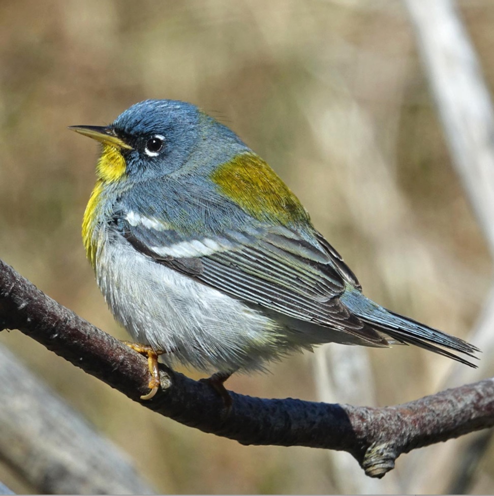 1/2: Warblers Are Also Arriving. Although no warblers nest on Sable Island, >35 species have turned up here during spring and fall migration seasons – some common, some seldom seen. This warbler, a Northern Parula, is regular but only in ones and twos, .....