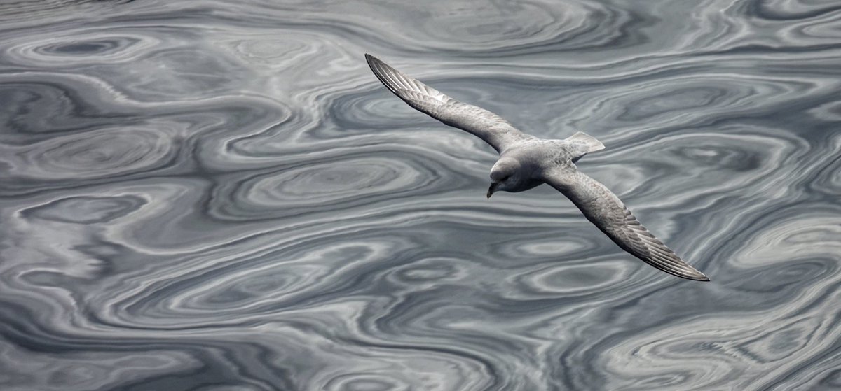 Have a terrific Tuesday! Pause to watch birds, birds make us smile, so good for us. Be kind today, make someone’s day better. Northern Fulmar #birdwatching #birdphotography #birding #tuesdaymotivations #tuesday #mindfulness