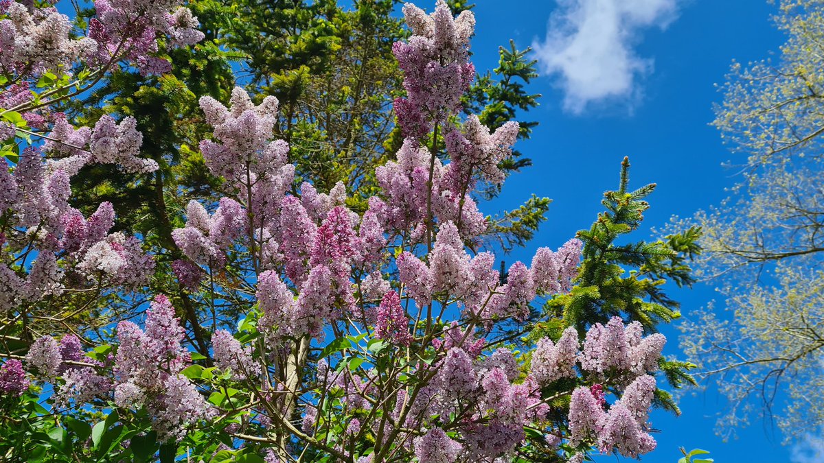 Enjoy your day #pinktuesday 🩷
#flowers #ThePhotoHour #wildflowerhour #garden #naturelovers #TwitterNatureCommunity #365DaysWild #NaturePhotography #photography #nature #flower #channel169 #flowerphotography #tuesdayfeeling #FlowersOfTwitter #FlowersOfX