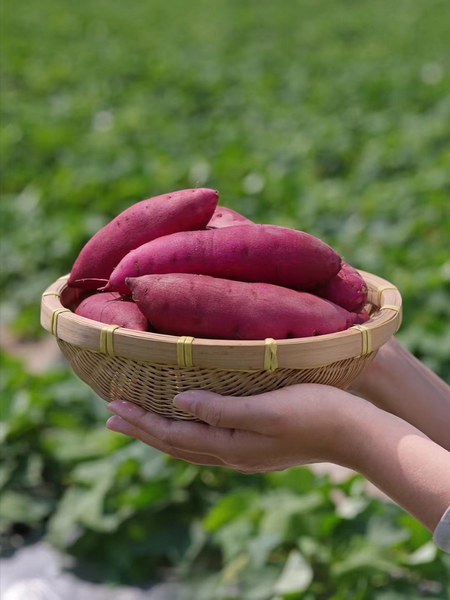 😋Have you tasted 🌰chestnut sweet potatoes?🍠 Renowned for their glutinous sweetness, they've earned their name. The Shika sweet potato planting base in #Wenchang, ingeniously harnesses the local saline and alkaline land to cultivate them. They are beloved by all!👍