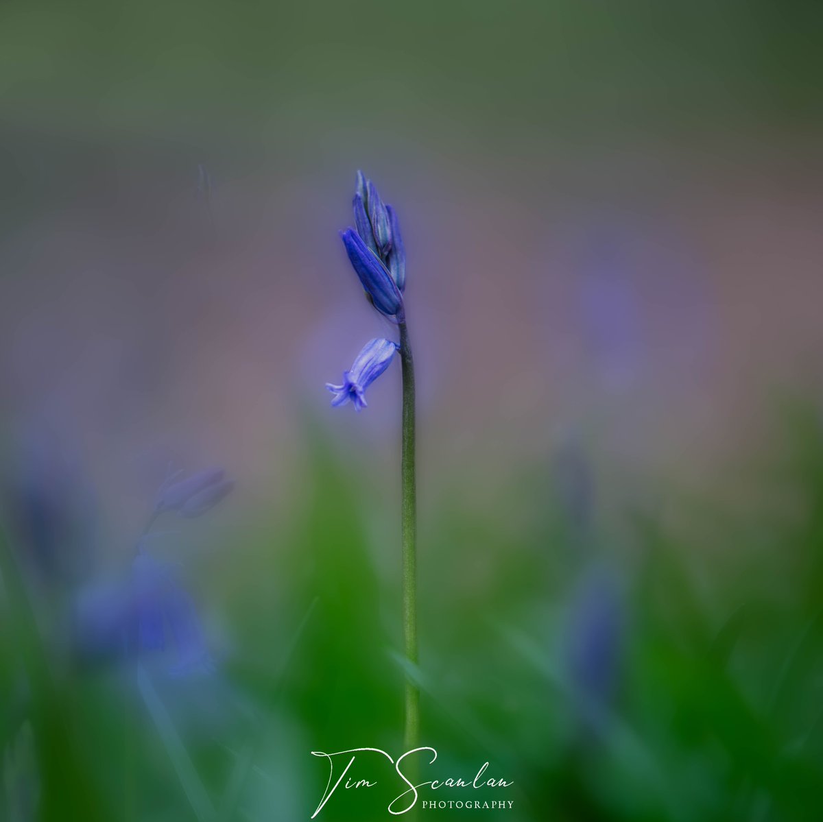 Bluebell Beauty