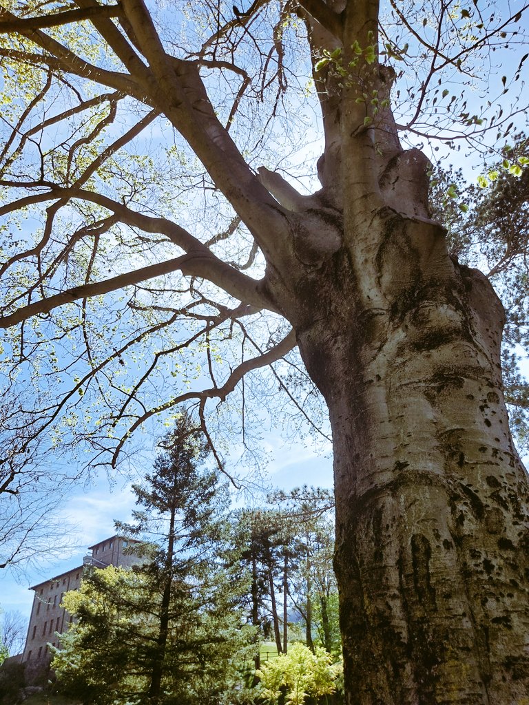 Happy #thicktrunktuesday from the Gamba Castle Park 🌳