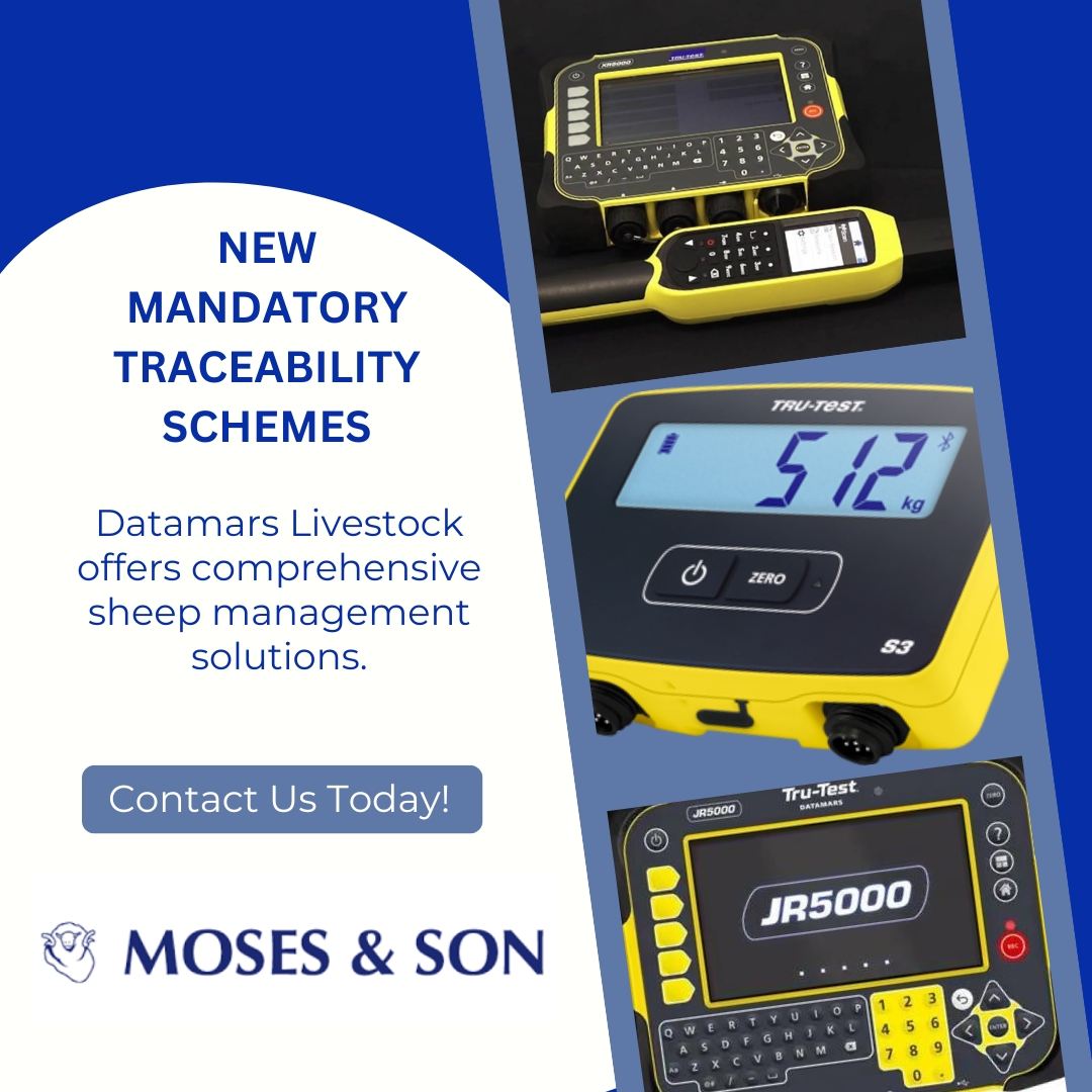 Is your farm ready for the new mandatory traceability programs for sheep and goats? 🐑🐐 Moses & Son offers sheep management solutions to help you meet standards and leverage farm data for better decisions and livestock performance. #sheepmanagement #livestock #farmtech 🚜🐑