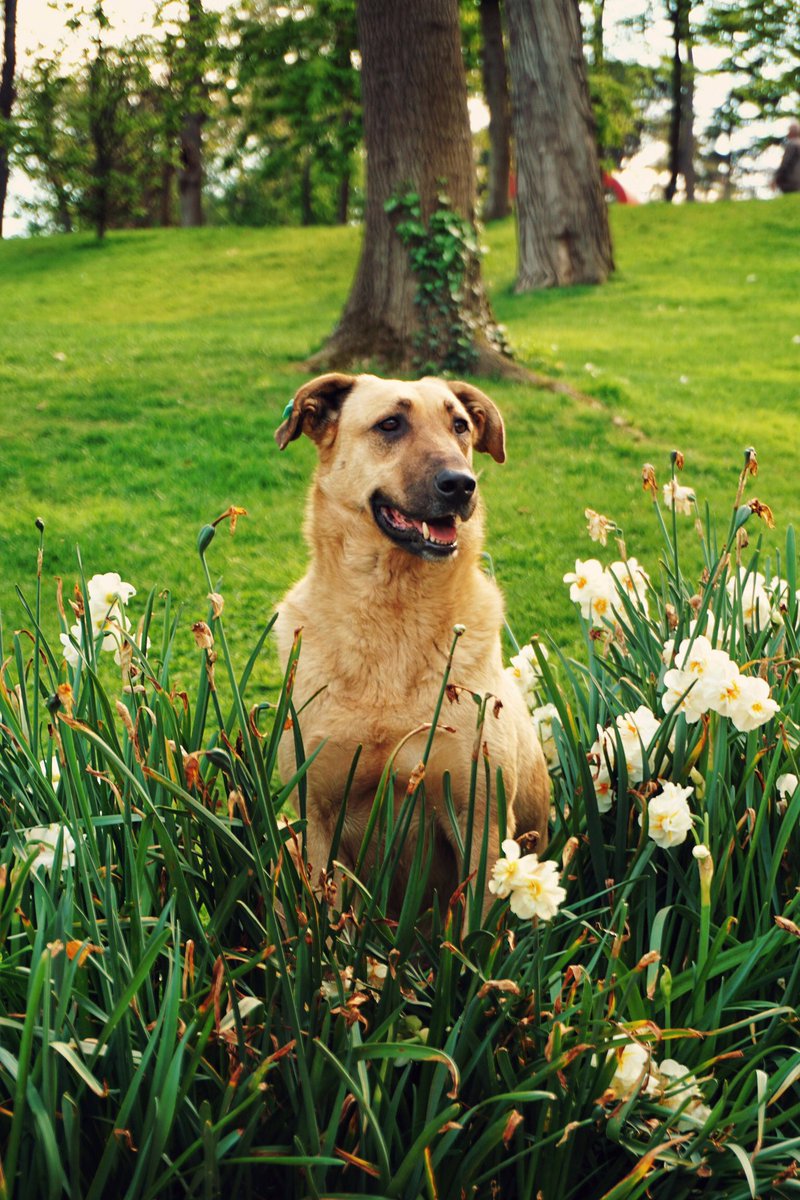 Good morning X-Friends…Happy Tuesday ☕️🌳🌼🌾🐕🧡 #TuesdayMorning 🌼 #CoffeeTime ☕️ #DogsLover 🐕 #StayPositive 🧡 #PeaceAndLove 🕊️