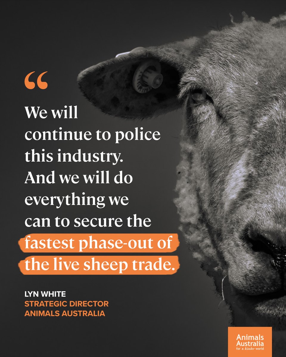 Right now, the pending Federal budget is a major opportunity to cost and lock in the live sheep export phase out. Tell the Ministers making budget decisions that it's time to deliver on the Albanese government's promise to end this cruel trade: animalsaus.co/3PW6rE9