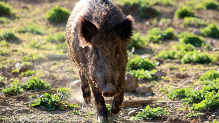 Los siniestros de tráfico con animales representan el 61% de la accidentalidad en las carreteras de Castilla y León publicado en Agronews - agronewscastillayleon.com/siniestros-tra…