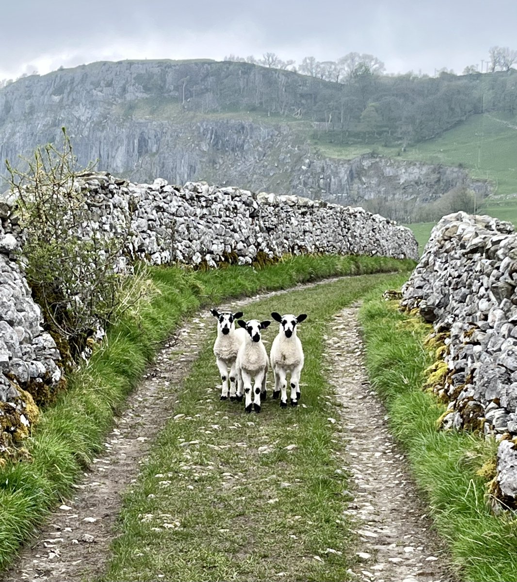 A triple delight for your Tuesday #PicOfTheDay 🐑 #Langcliffe #YorkshireDales #NationalPark. 🗨️ Give us your captions in the comments! 📸 @MARKCORNER16 #TuesdayThoughts #Ribblesdale #Lambs