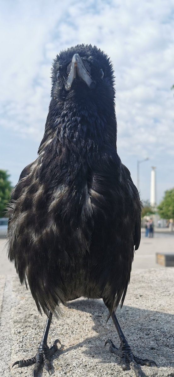 Good morning, #crow! WHC Piu von Schönbrunn