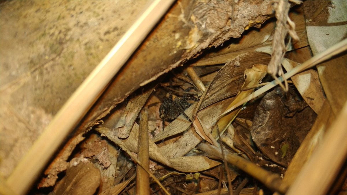 Last night in the very final hours of my #CityNatureChallenge expedition, this little critter popped up on the ground at my face just to be observed. Bowie is the recently described genus of ctenid spiders in tropical Asia. Not sure which species this one exactly is though.