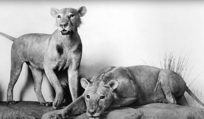 What the Tsavo lions can teach us about our construction industry maltatoday.com.mt/comment/blogs/…