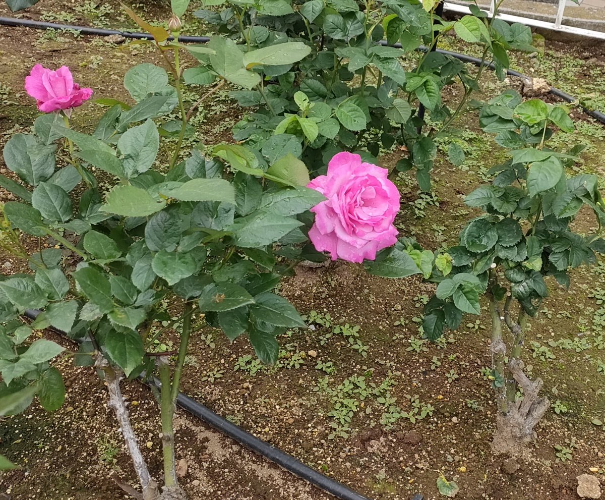 This is the second picture of the rose flower. It's pink.