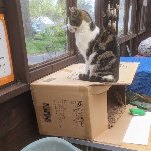 (Barbs) I love looking out of the veranda window and this box gives me the perfect place to do it. The weather has been very strange recently. One day it's freezing, the next day is warm.I like warm days best, how about you?