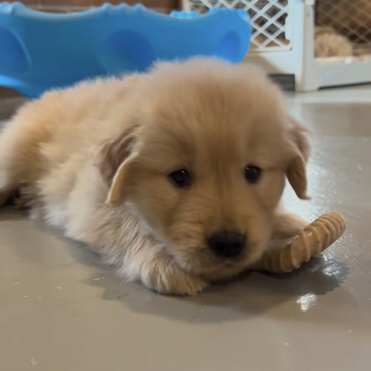 takemybear 🐶 tweet media