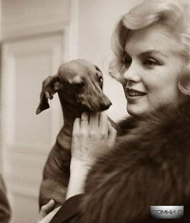 'Dogs have never bitten me. Only people.' Marilyn Monroe