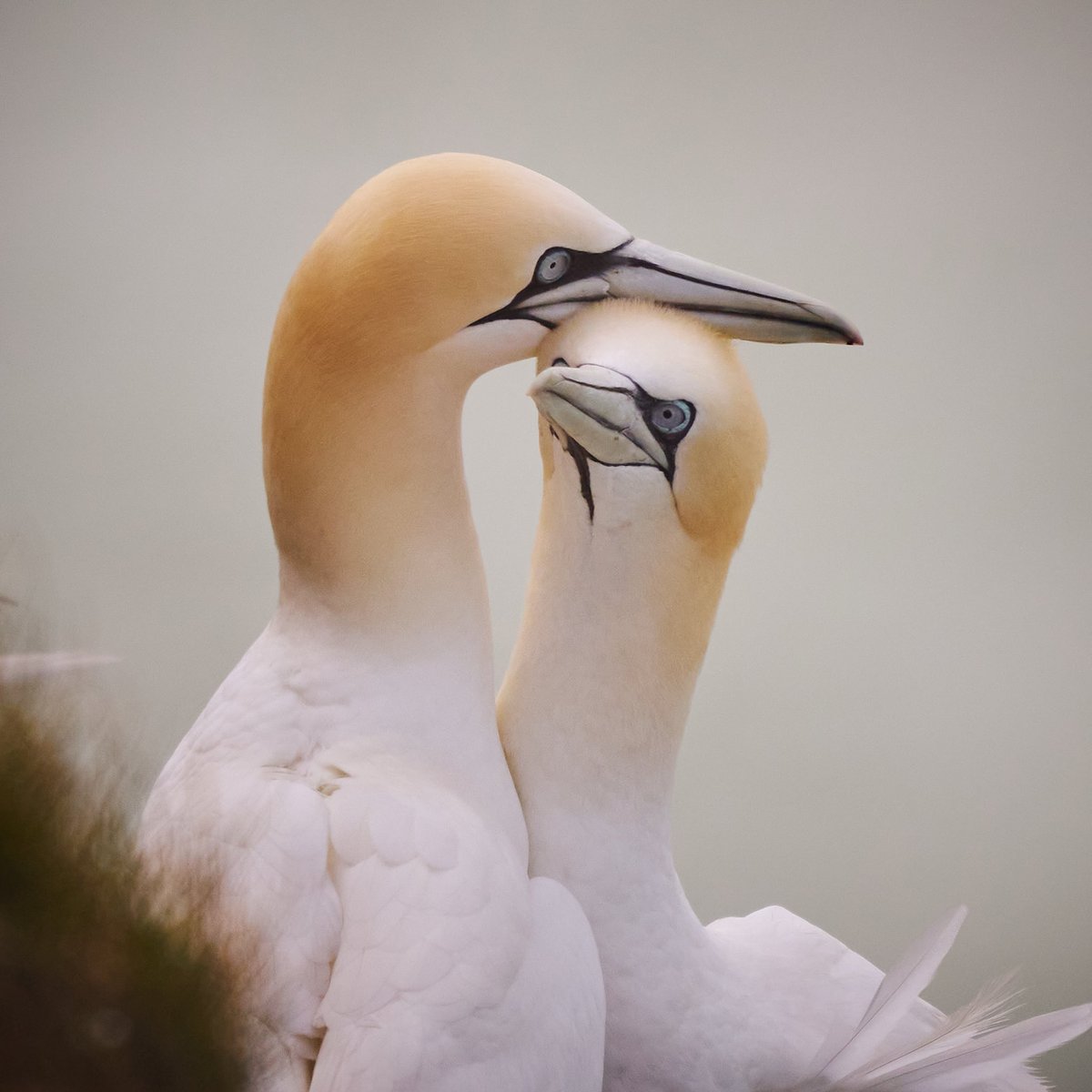 Lean On Me

Sometimes, you just need someone to lean on. 

Photo taken at RSPB Bempton Cliffs in the East Riding of Yorkshire.

#gannet #nikon180600 #nikonz8 #nikon #rspb #rspb_birds #seabirds #rspb_bempton
