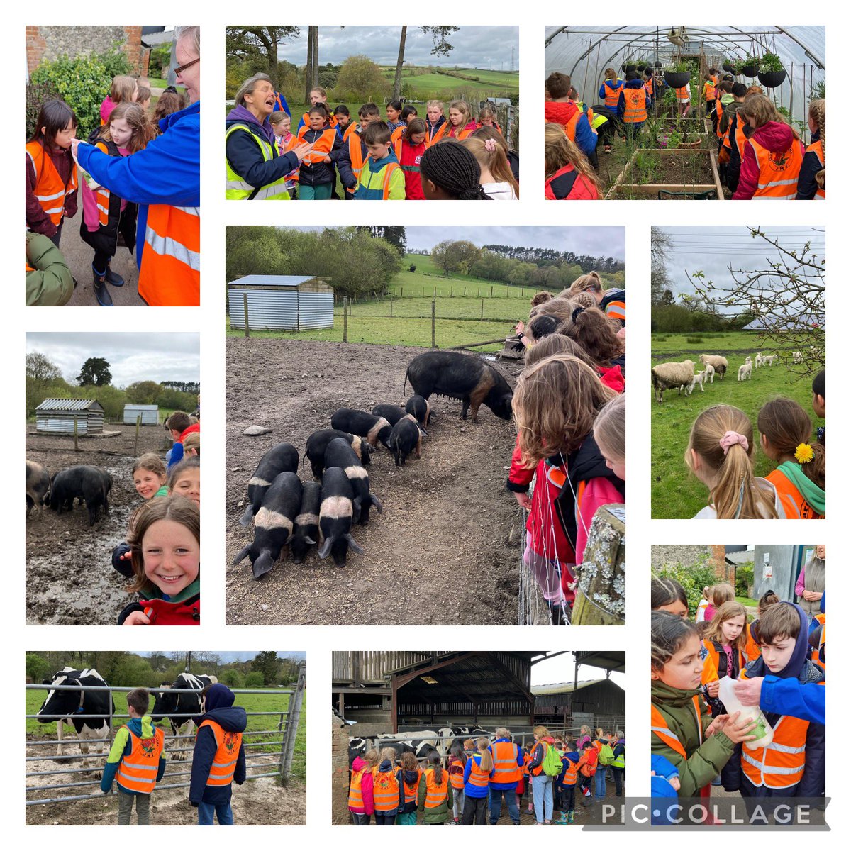A selection of photos from Y5 yesterday @hooke_court . The farm visit and decorating pots and planting sunflowers 🌻.