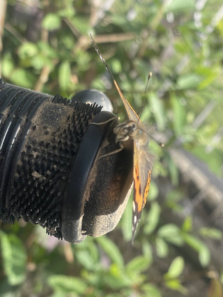 Embracing transformation and color 🦋💖

Admiral butterfly 🦋 enjoying the sun on the Scooty 
Saw them at #Jammu 
#TitliTuesday #NatureTuesday 
#IndiAves 
@Bhrigzz 
@savebutterflies 
#TwitterNaturePhotography 
#TwitterNatureCommunity