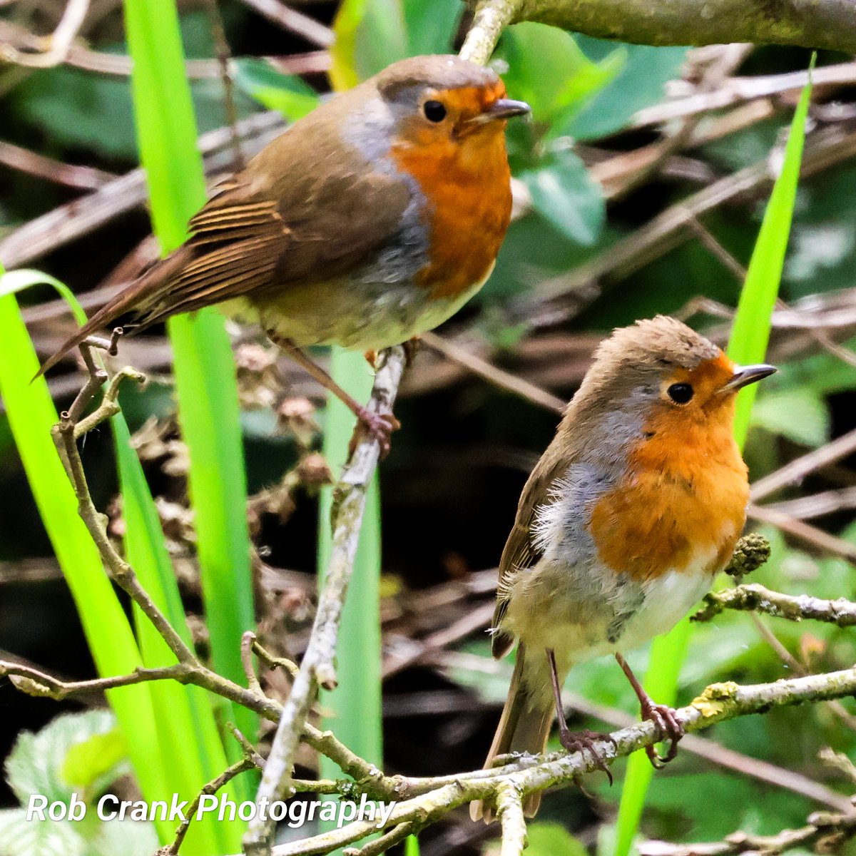 These Robins knew #TwosDay was approaching when they stopped for a photo at the weekend.
#canonphotography #birdphotography #TwitterNaturePhotography #naturelovers #TwitterNatureCommunity #NaturePhotograhpy